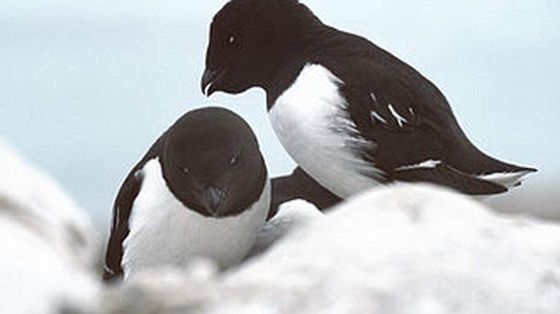 A penguin? In South Carolina? What these arctic birds really are and why they’re here