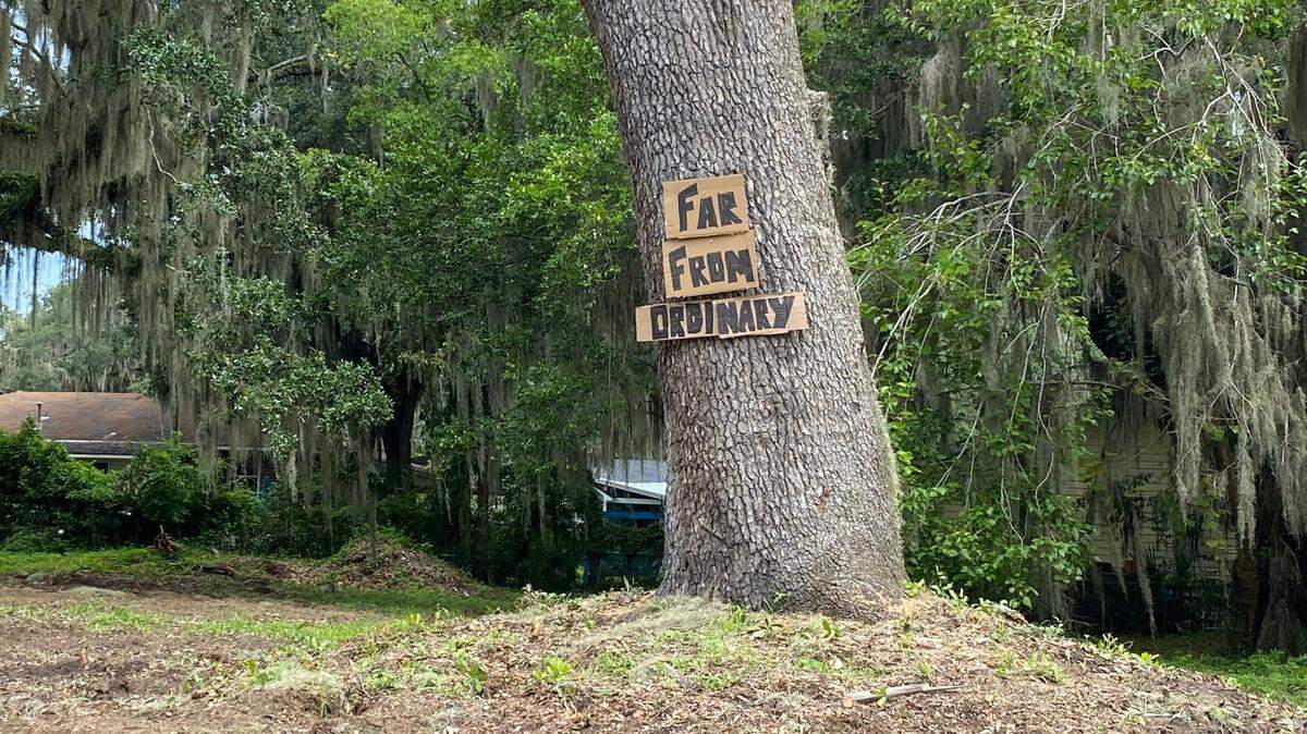 A recently chopped live oak that Port Royal residents are fighting to keep was adorned with a sign that read “Far From Ordinary” on Friday, Aug. 12, 2022.