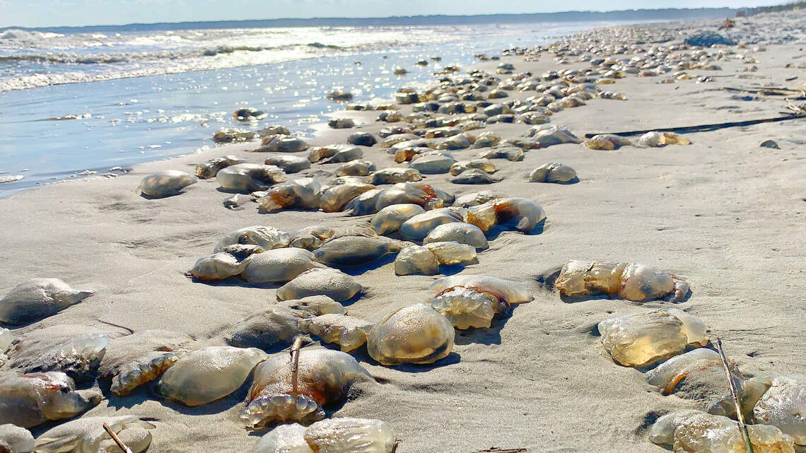 Thousands of dead jellyfish wash up on a Hilton Head beach. Here’s what you need to know