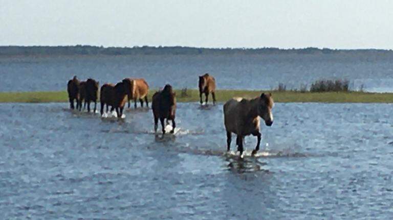 Photo gallery: A look when marsh ponies roamed wild on St. Helena Island, SC
