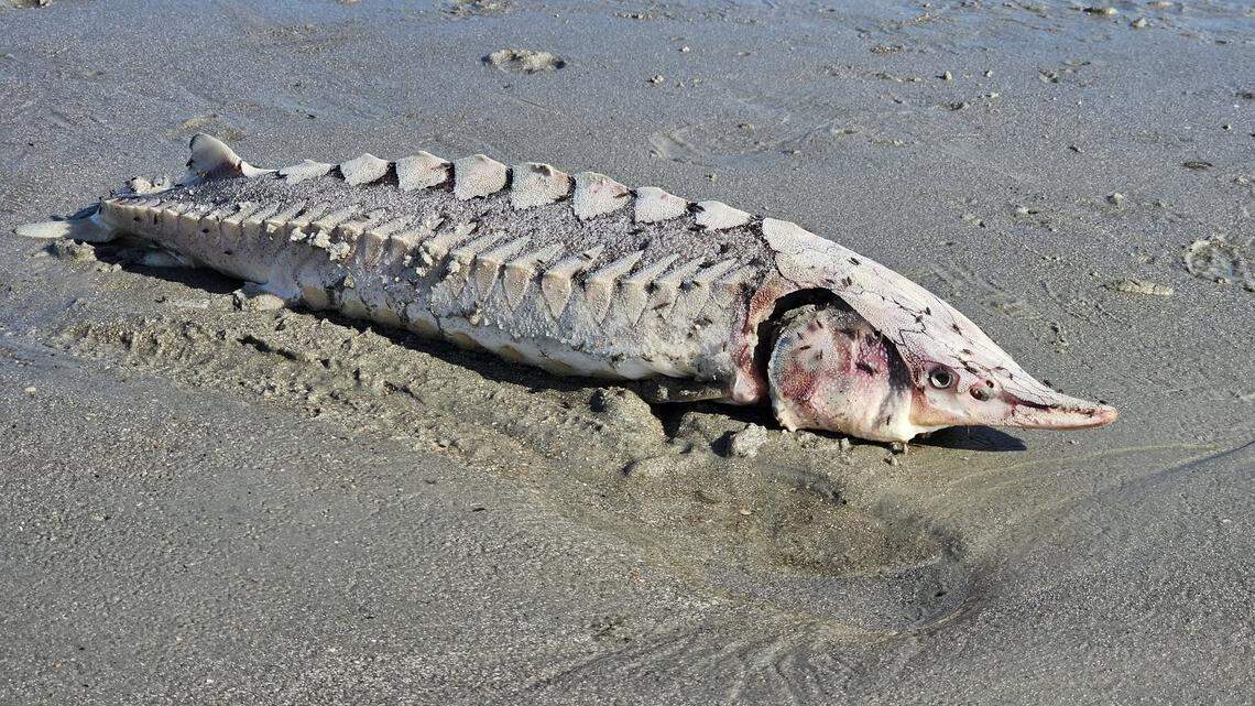 A prehistoric visitor, a sturgeon fish, washed ashore on Hilton Head on Nov. 19, baffling beachgoers around Islanders Beach Club.