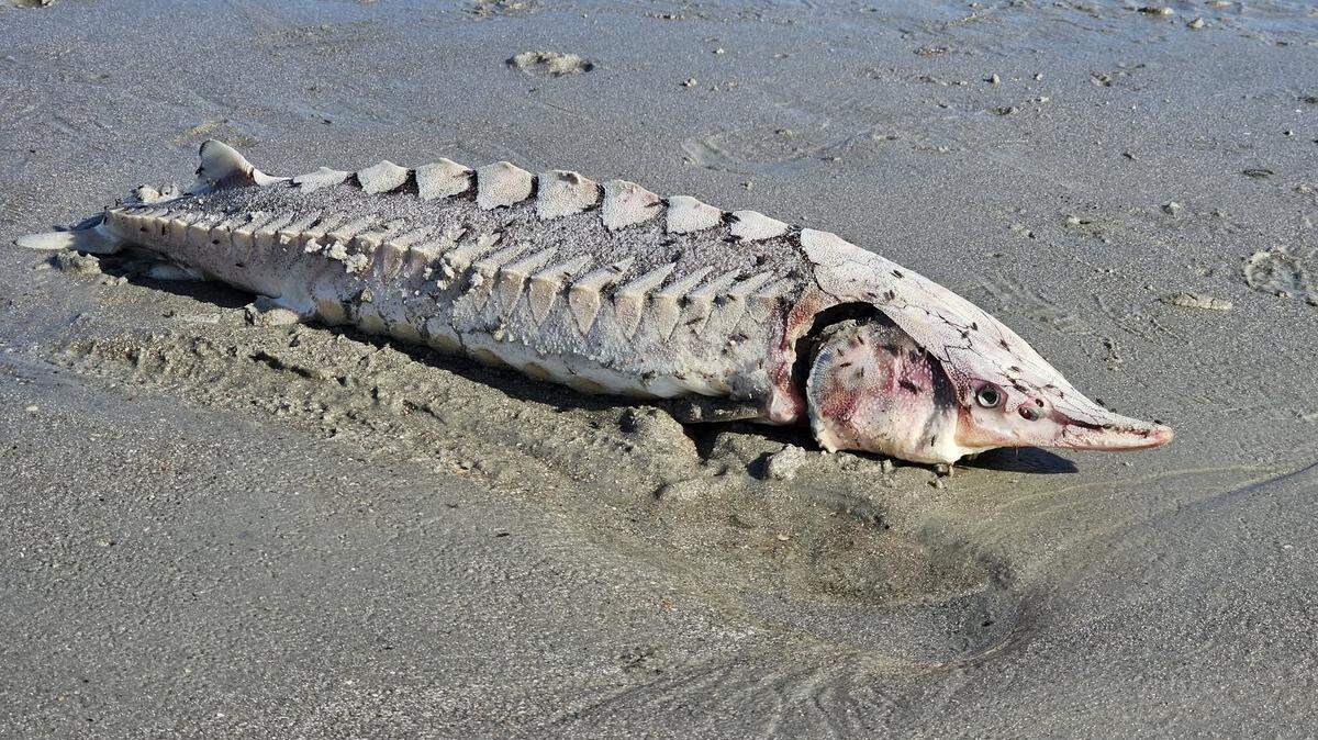 A prehistoric visitor, a sturgeon fish, washed ashore on Hilton Head on Nov. 19, baffling beach goers around Islanders Beach Club. Photographed by John Billings, vacationer from Tennessee.