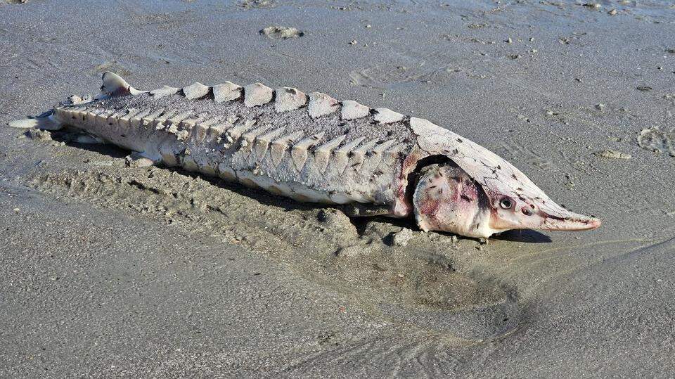 Prehistoric fish found on South Carolina coast | Hilton Head Island Packet