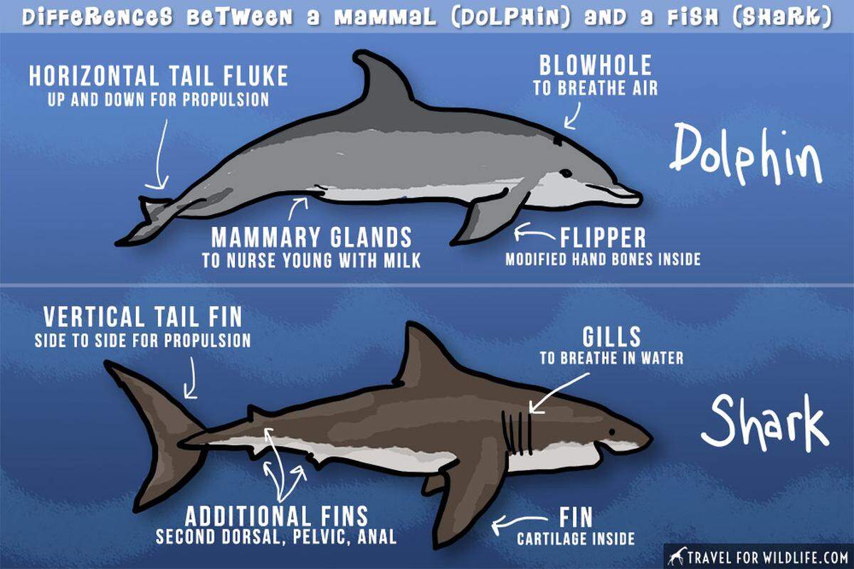 How to tell the difference between a dolphin and shark fin.