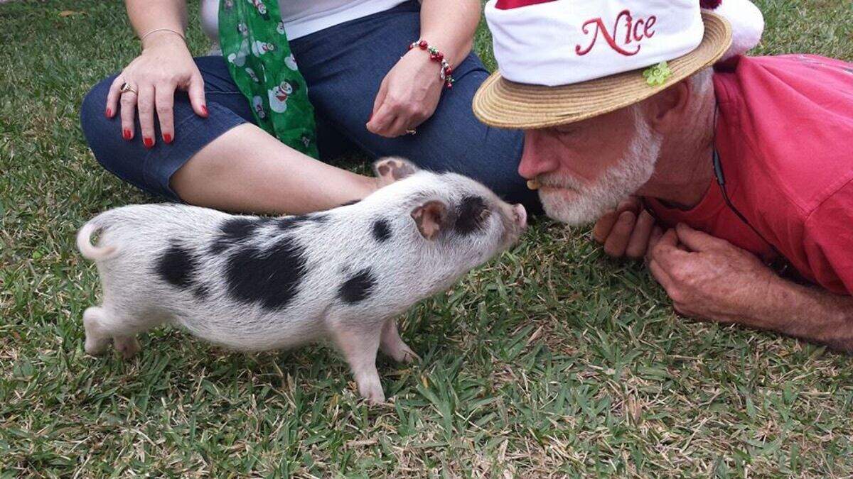 Walter “Wally” Sumner with his well-known pig Miss Lila when she was a baby.