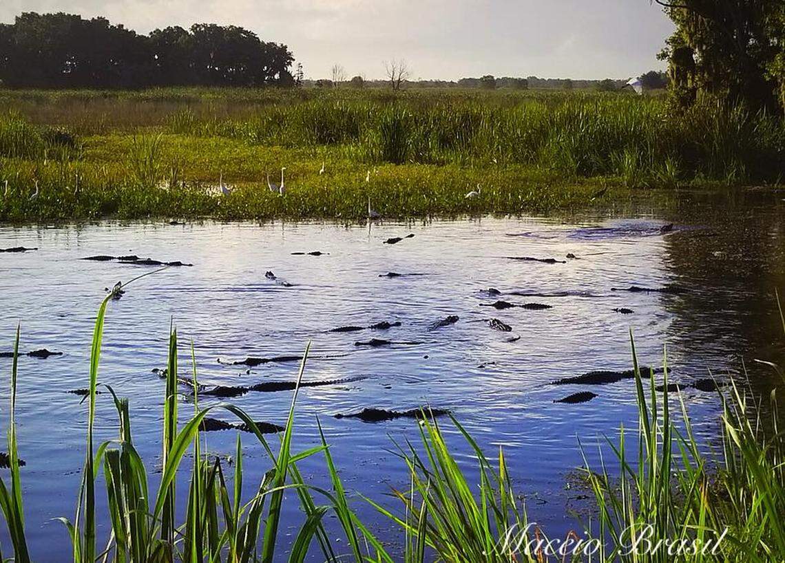Dozens of alligators and birds gather in a small pond at the Savannah National Wildlife Refuge.