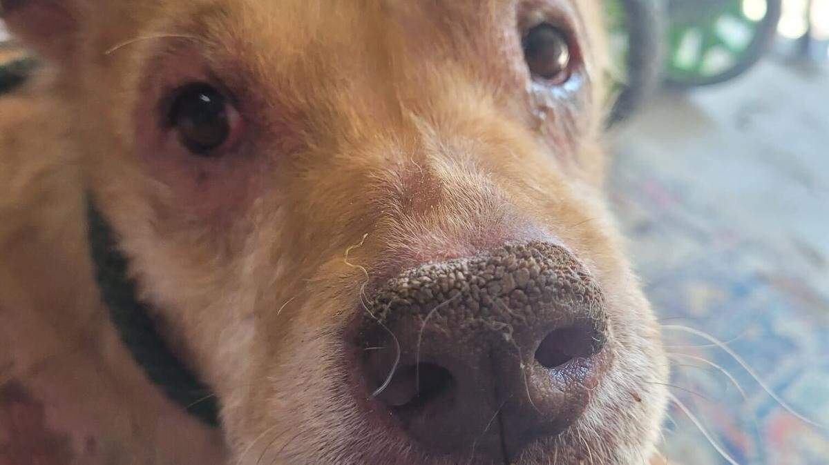 A community volunteer offered to drive golden pit mix Nala back to the Greenville Humane Society.