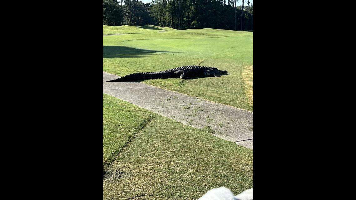 The largest alligator on Legends of Parris Island Golf Course is at least 12 feet long. “He’s a big ol’ boy,” says Morgan Hart, alligator project leader for the South Carolina Department of Natural Resources.
