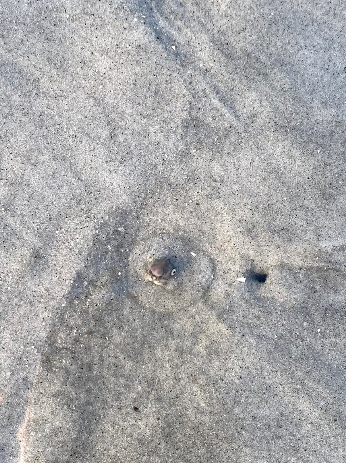 Shrimp eels are part of the snake eel family. They are commonly found in the Gulf of Mexico.