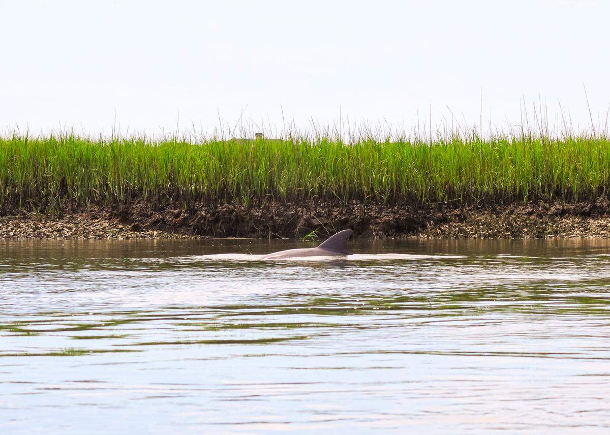 Lighthouse Inlet Heritage Preserve on Folly Island is a haven for wildlife. Here, a dolphin swims along Folly Creek, the tidal inlet that flows past the stranded Morris Island Lighthouse.