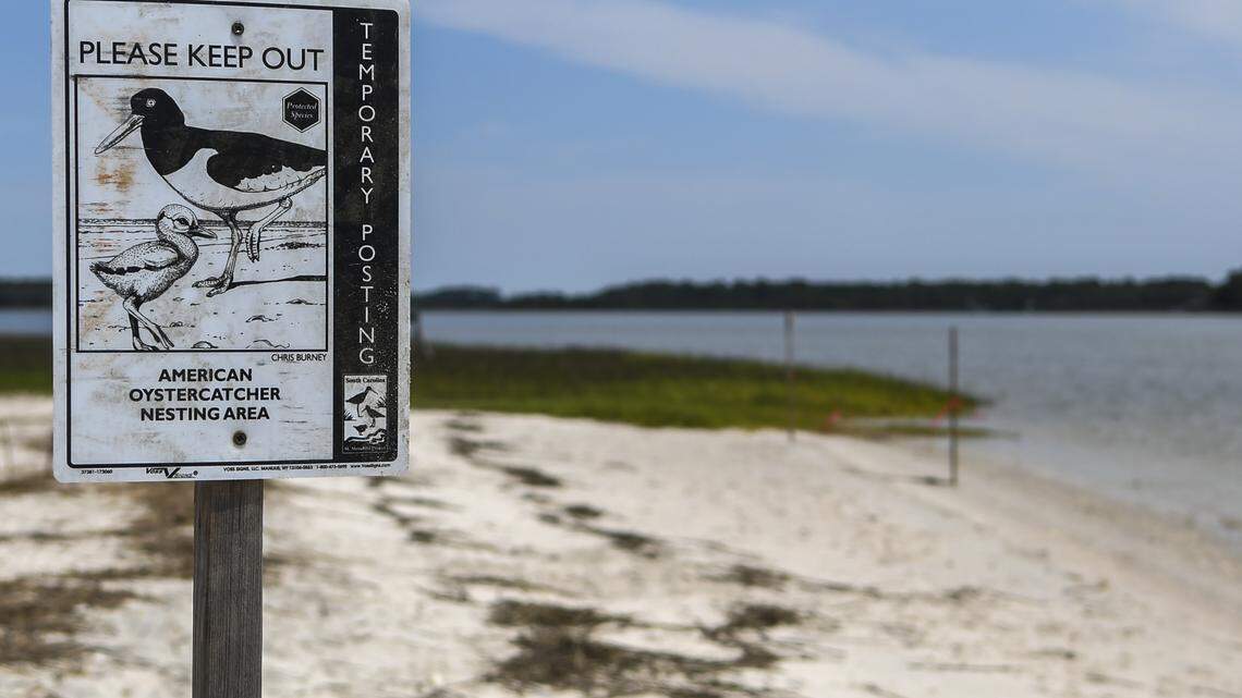 More birds are visiting Beaufort County’s deserted beaches. What experts want you to know