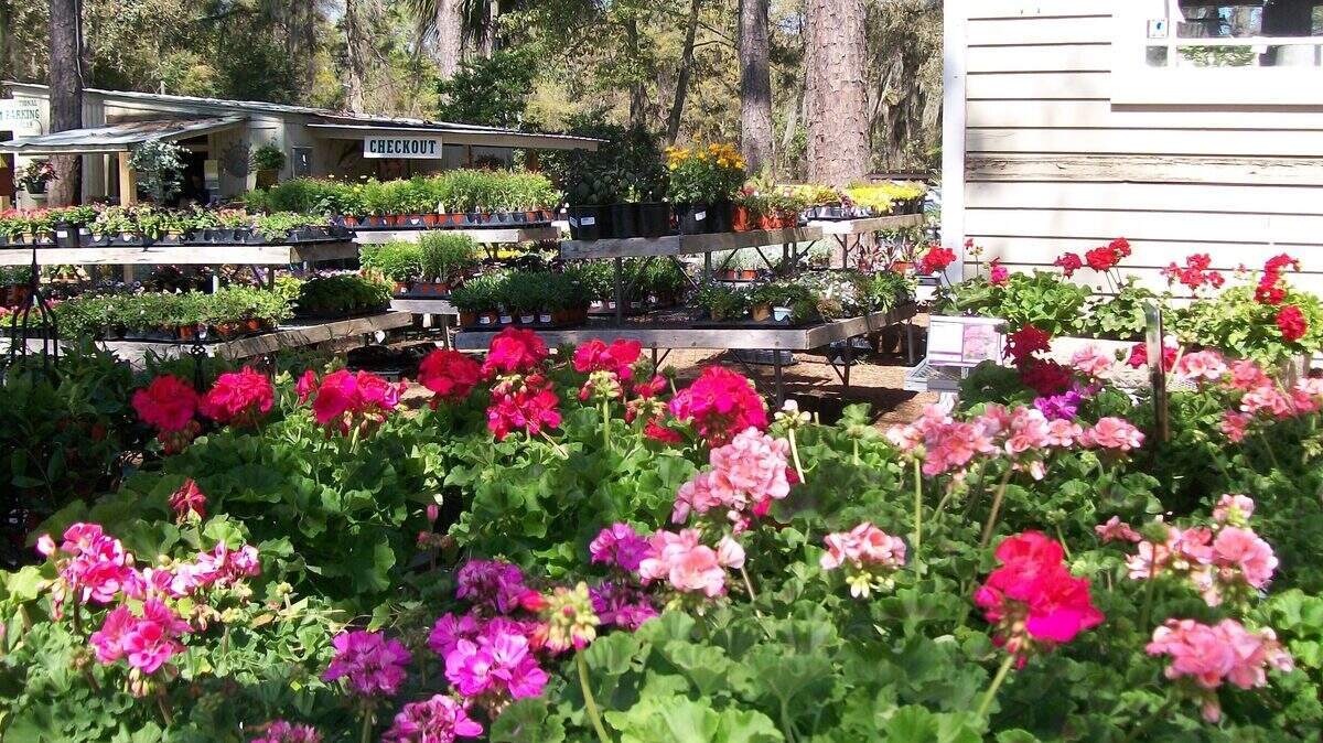 The Hilton Head Island Greenery Nursery is shown with its large selection of spring and summer plants.