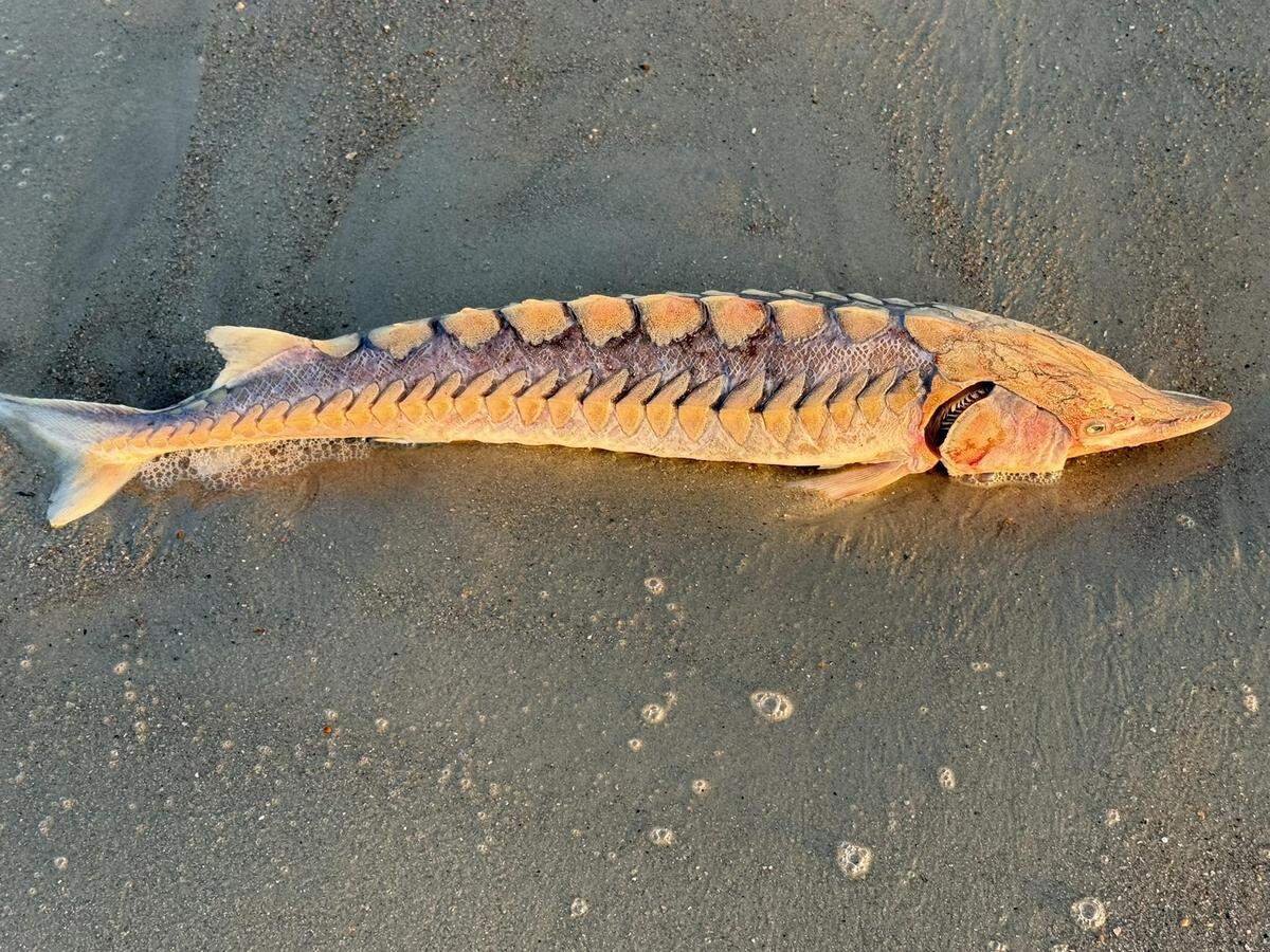A prehistoric visitor, a sturgeon fish, washed ashore on Hilton Head on Nov. 19, baffling beachgoers around Islanders Beach Club.