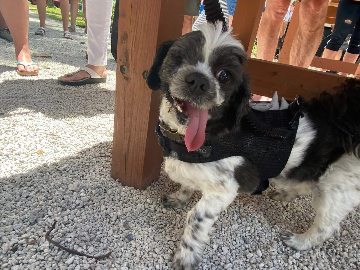 Sisko wags his tongue after walking up to the Heyward House pavilion during the Ugly Dog Contest at Bluffton Mayest on Saturday, May 7, 2022.