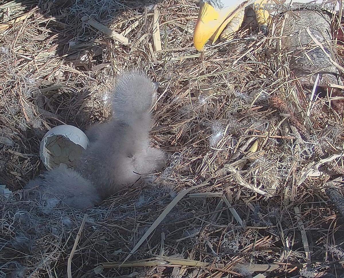 Hilton Head eagle couple, Gracie and George, welcomed their second egg of the season on Dec. 30 at 10:03 a.m.