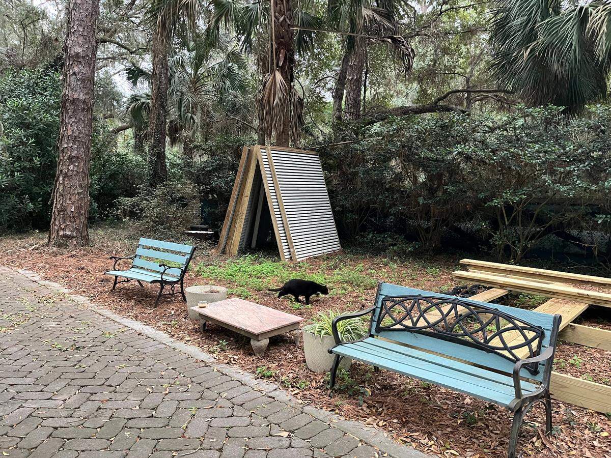All About Cats sanctuary in Hilton Head Island
