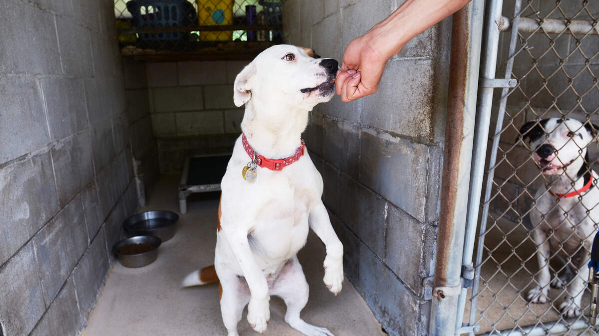 File: A pit bull mix named Lady takes a snack offered by a worker at the Beaufort County Animal Shelter on June 9, 2015.