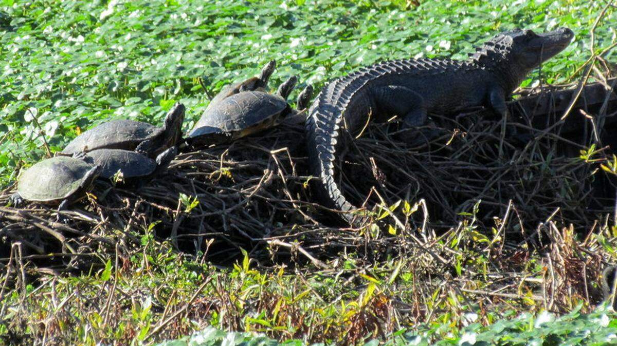 An alligator and entourage of turtles enjoy a warm spot at Magnolia Springs State Park near Millen, Ga. 