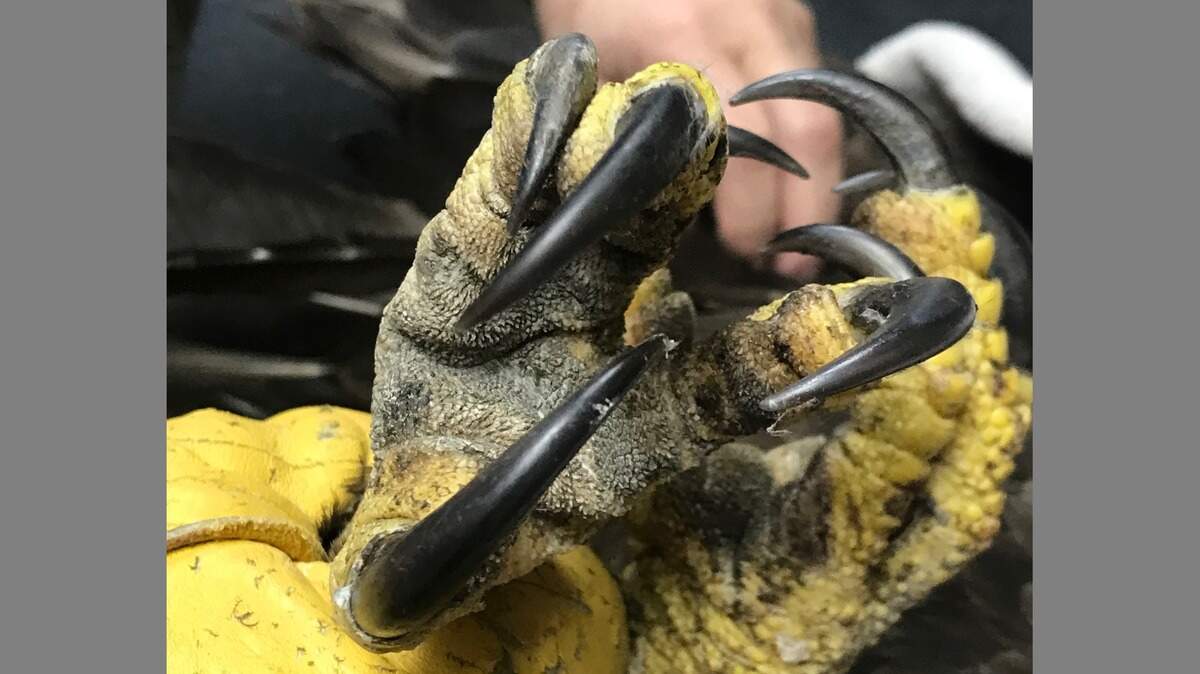 The eagle’s talons