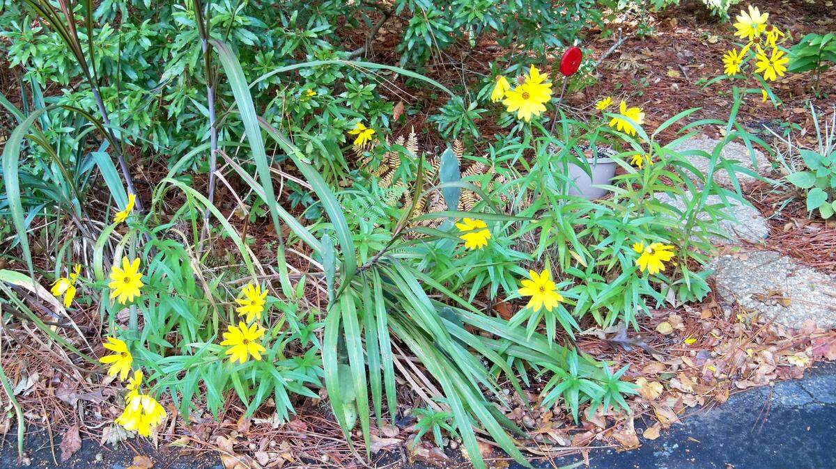The sunny yellow of the swamp sunflower is autumn's gift to the gardener.