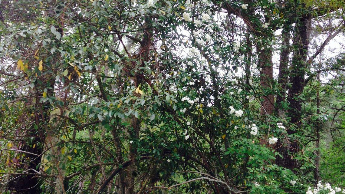 Area gardeners not sad to see April come to end this year