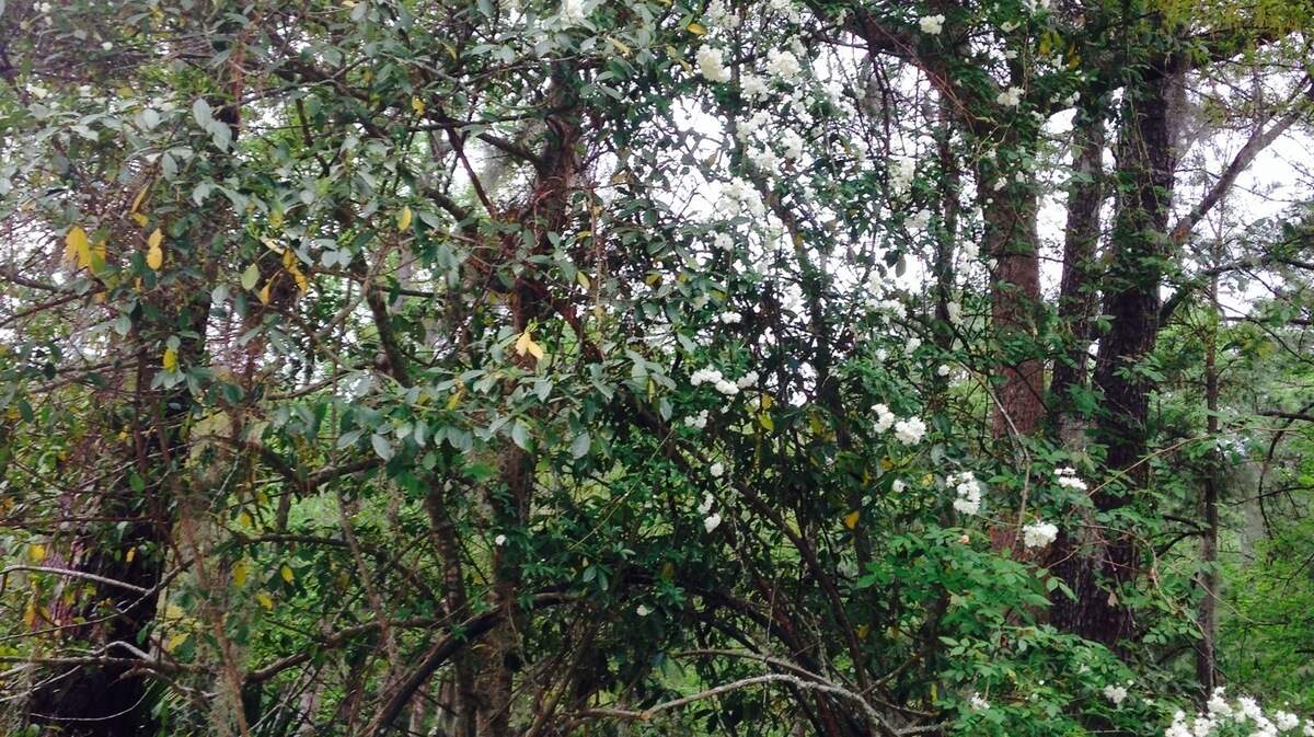 An 88-foot-high Lady Banks rose has climbed a pine tree in Cord Middleton's front yard on Hilton Head Island.
