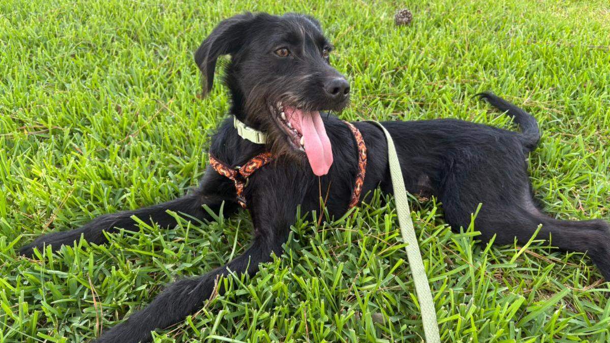 Otis Sheldon is soaking up the Beaufort sunshine at his new home with Jessie White after being rescued by Caylor Romines.