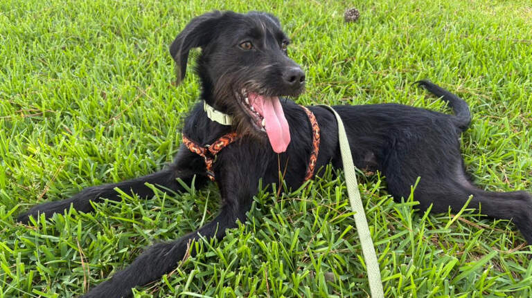 Wrong turn, right rescue: How one pup brought compassion and adventure to Beaufort, SC