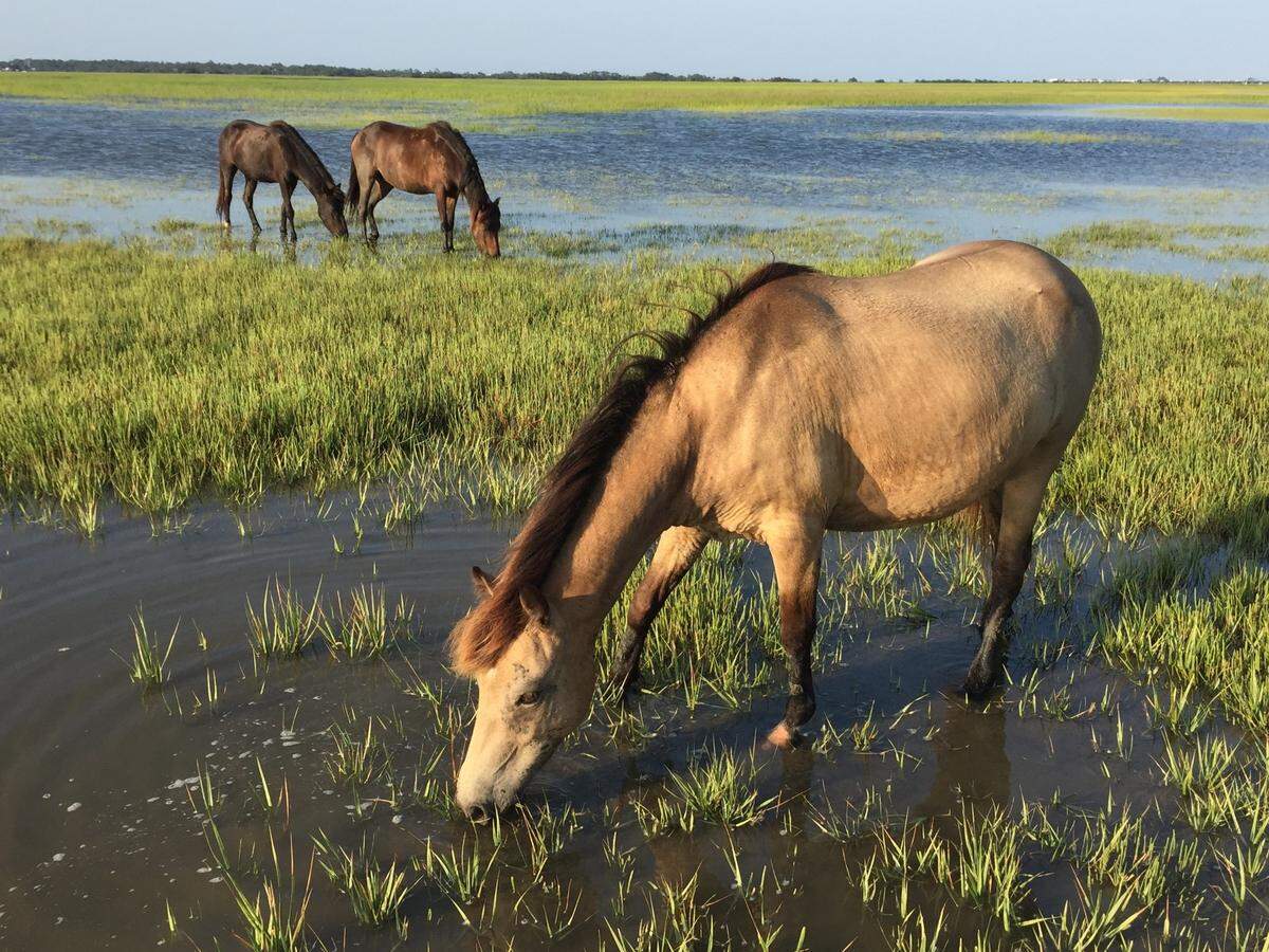 The marsh pony “Passion,” drinking water in 2016.