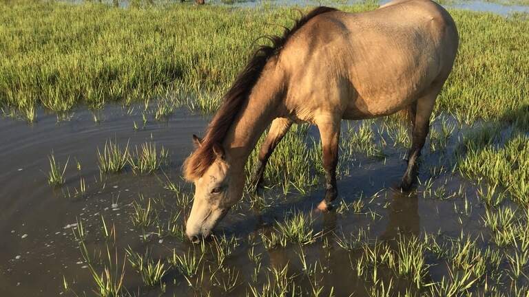‘Magical’ herd of marsh ponies that ran wild on St. Helena coast is disappearing