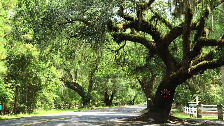 Permits, fees and red tape: What it takes to cut down a tree on Hilton Head