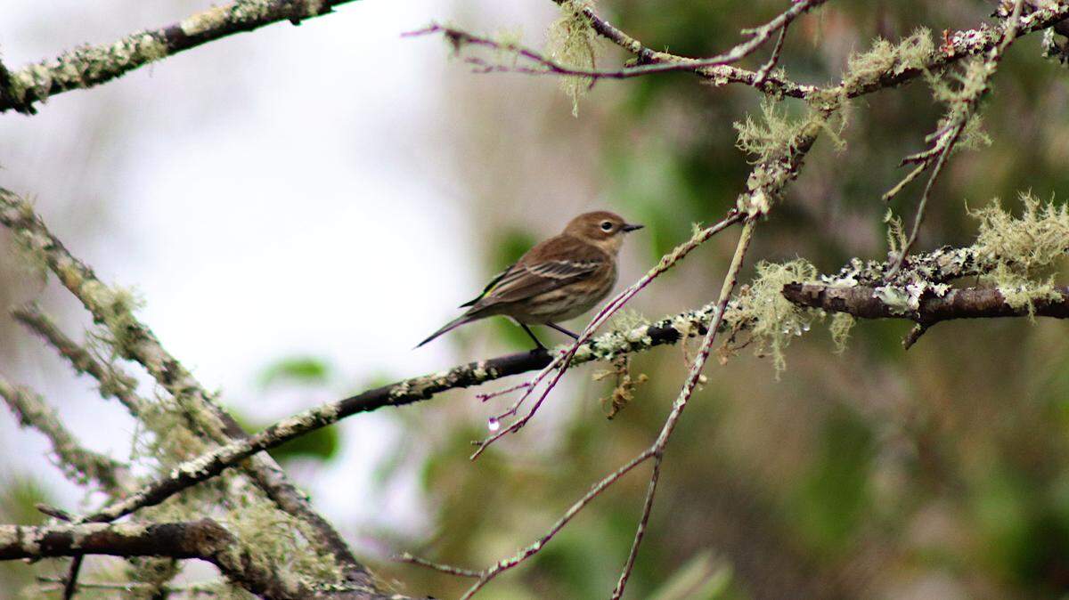 The Caw Caw Interpretive Center in Ravenel is a unique wildlife preserve that provides habitat for a diversity of wildlife, including migratory songbirds like this female yellow-rumped warbler.
