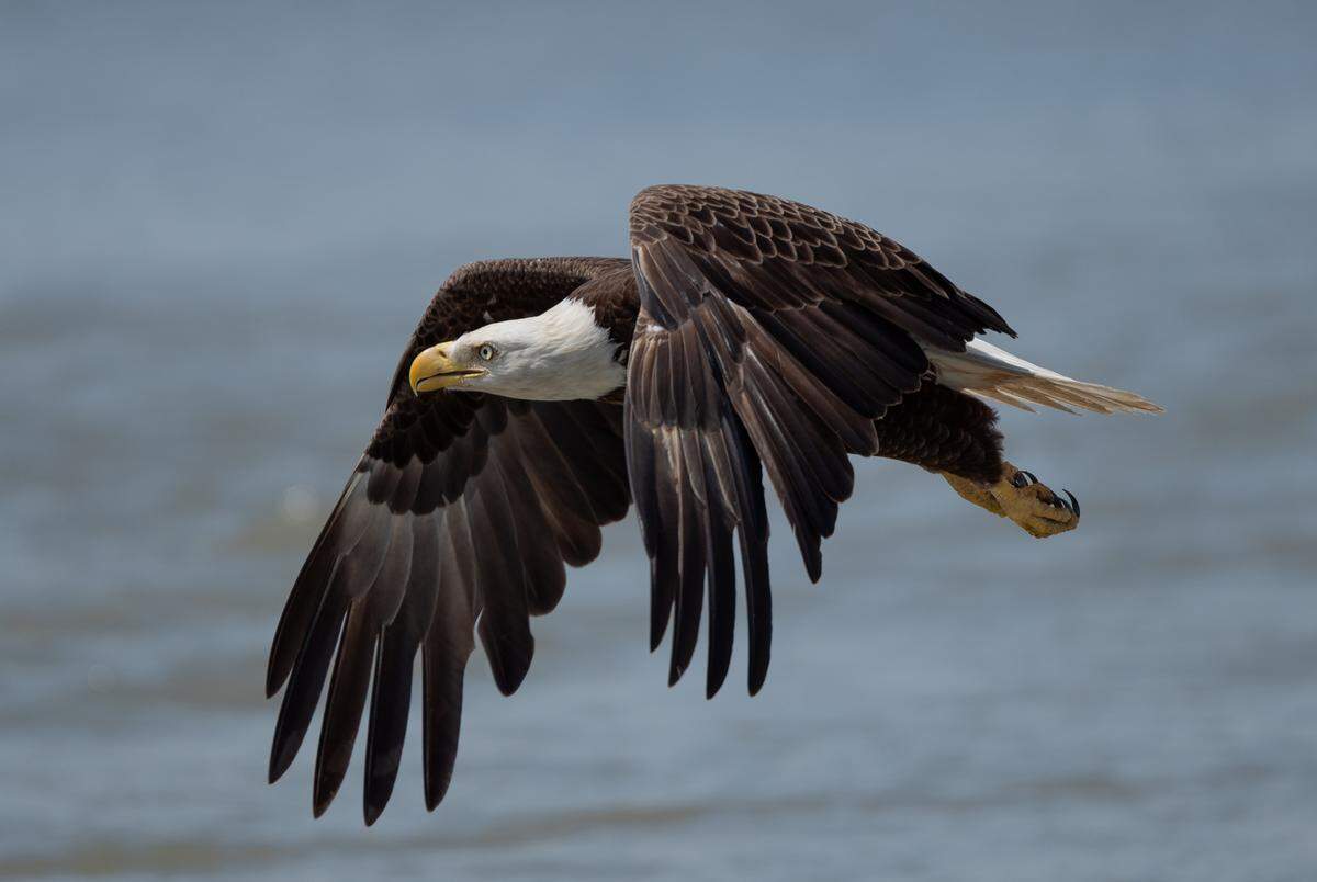 Mark Paszek shared his amazing photo of a bald eagle in flight over Fish Haul Creek on Hilton Head Island.&nbsp;