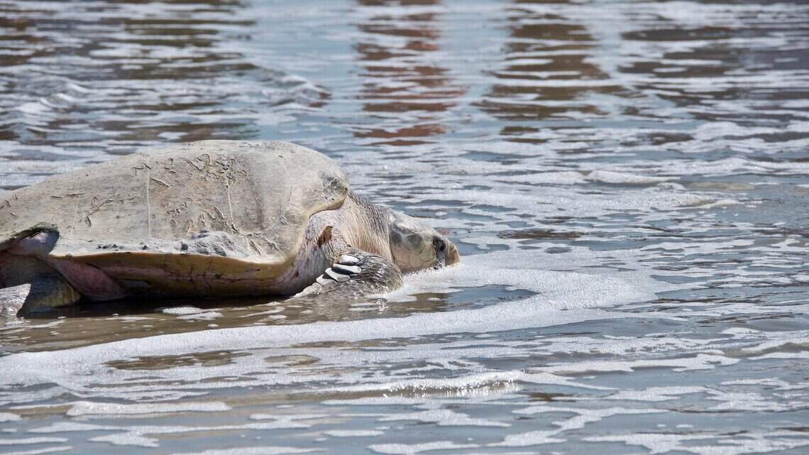 Hilton Head’s sea turtle nesting season starts May 1. Here are 5 things to know