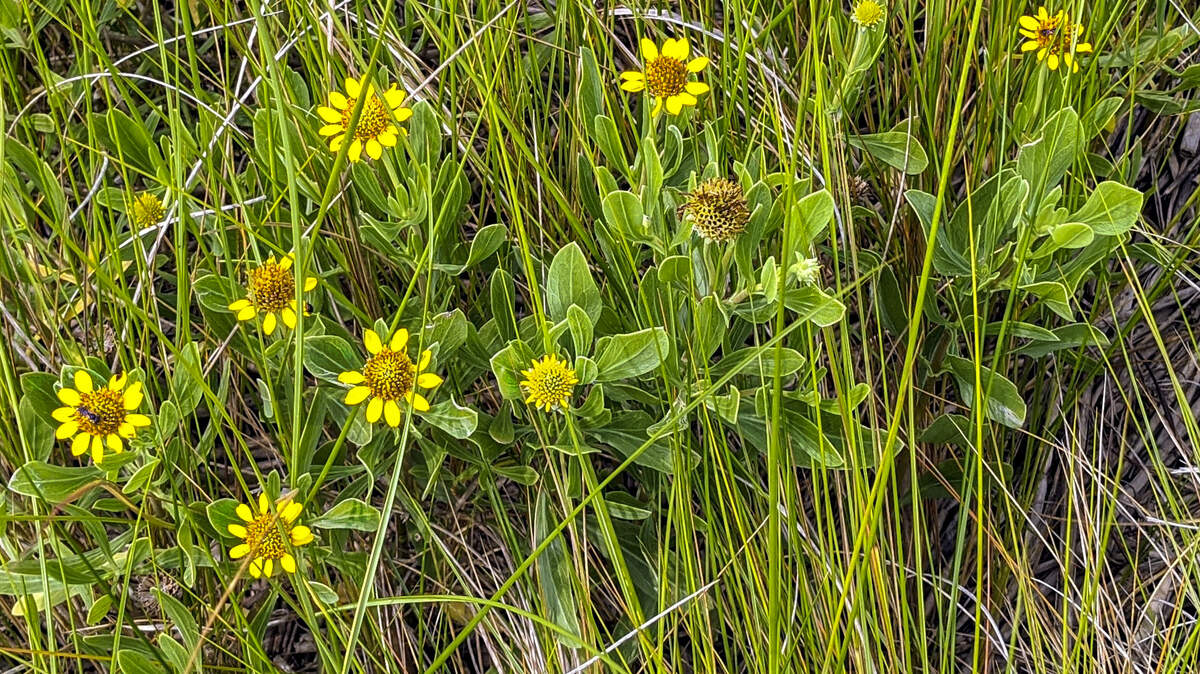 Sea ox-eye grows along the edges of salt marshes and sand dunes.