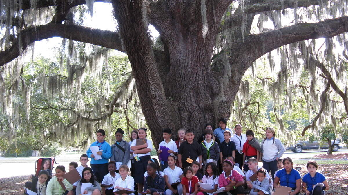 Hilton Head Island School for the Creative Arts fifth-graders -- students from the Junior Garden Club -- tour the island to identify oak trees.