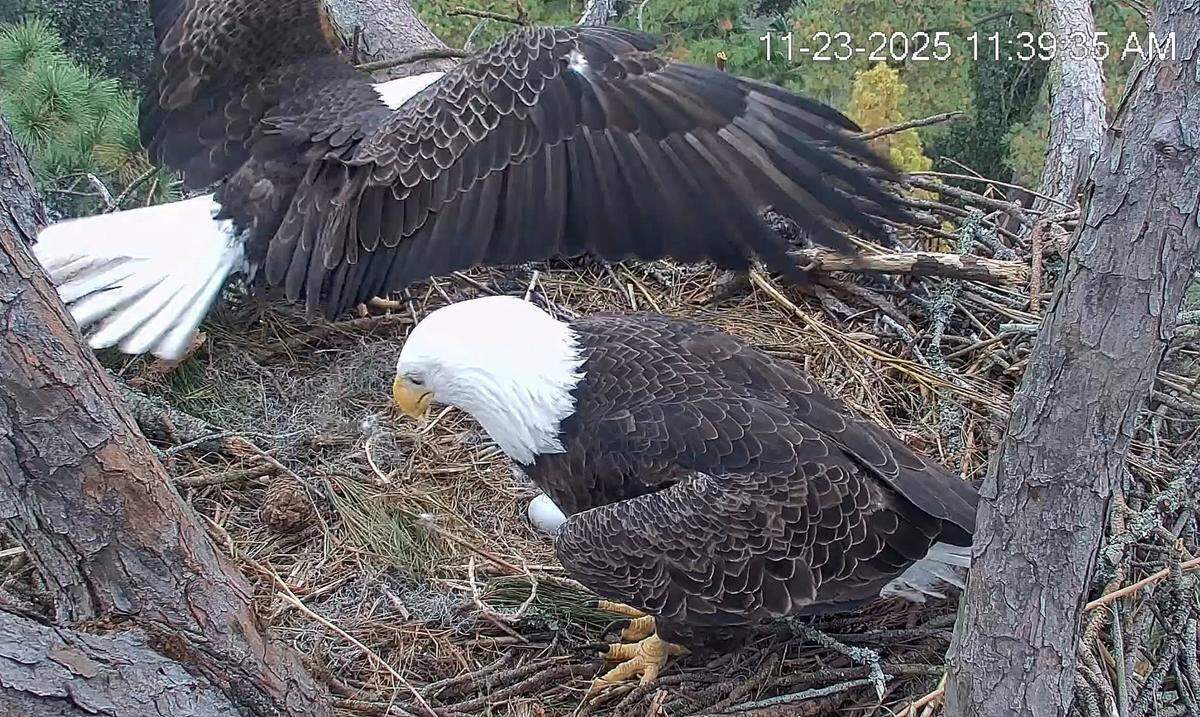 Since the egg arrived, Gracie and her longtime mate, George, have been sharing incubation duties. Eagle eggs must stay within a precise temperature range, between 97 and 100 degrees Fahrenheit, for healthy development.