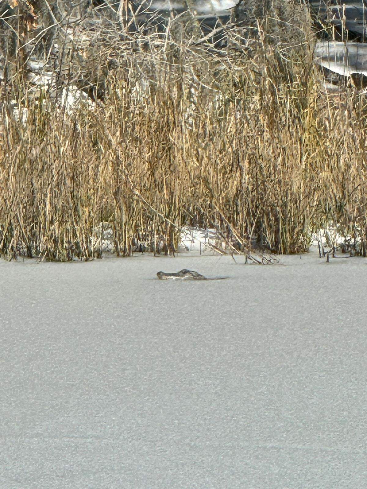 Ginger Wareham, owner and Chief Creative Officer of PickleJuice, took this photo of an alligator in a frozen pond on a golf course on Cat Island S.C. on Jan. 22, 2025, after Winter Storm Enzo stormed into the south.