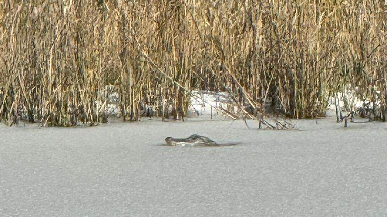 Video: Gator seen chilling in icy pond on Beaufort-area island during snow day festivities