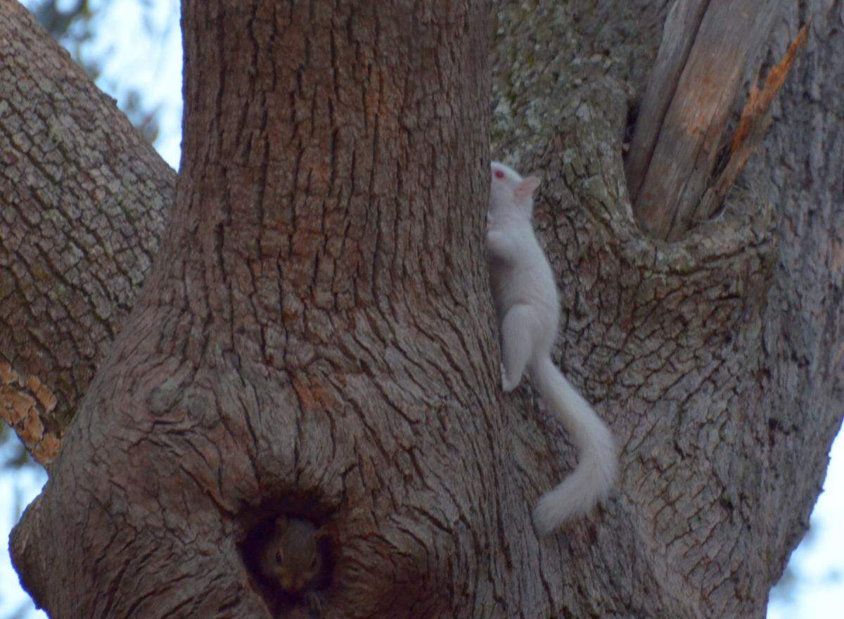 John Housley submitted this photo of an albino squirrel that lived in a knot hole of a live oak on St. Helena Island in 2014.