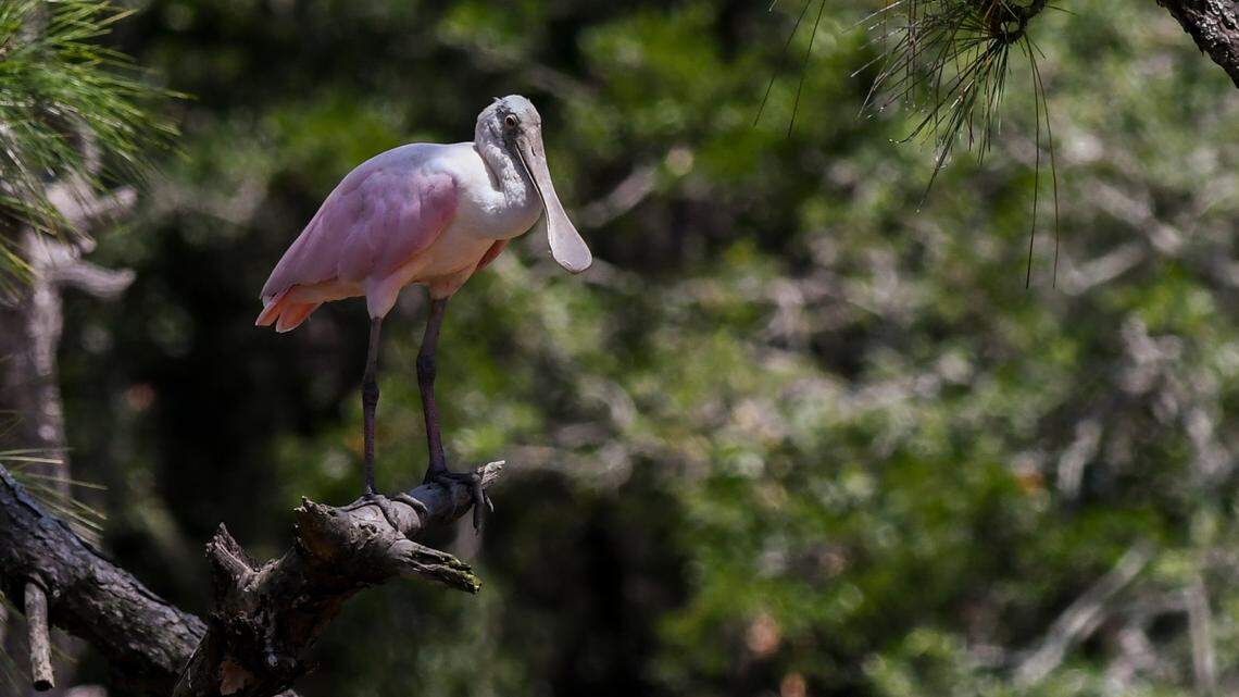 As the climate warms, this pink bird is moving north into the Hilton Head area