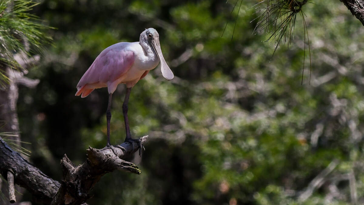 A Roseate Spoonbill perches above a marshy area on Wednesday, July 6, 2022, on Hunting Island. The Roseate Spoonbill, its feathers colored pink from the crustaceans they eat, is one of six species of spoonbills and the only one found in the Americas, according to Cornell University’s Lab of Ornithology.