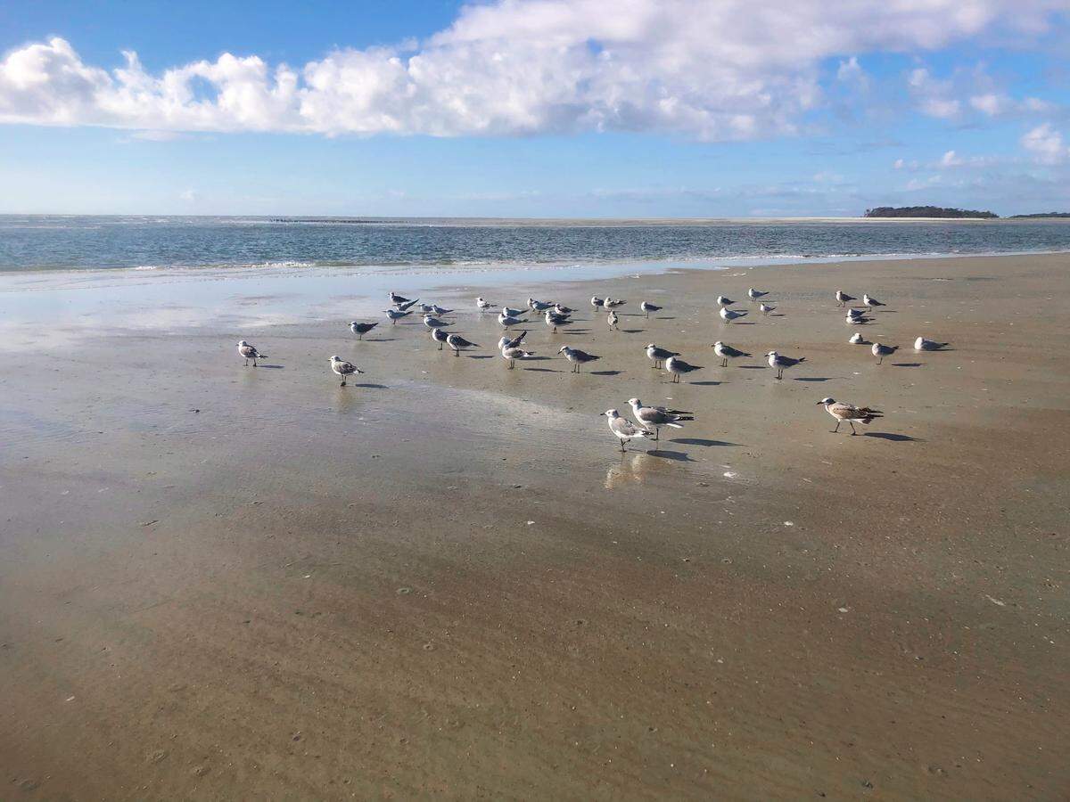 A flock of birds on a Lowcountry beach.