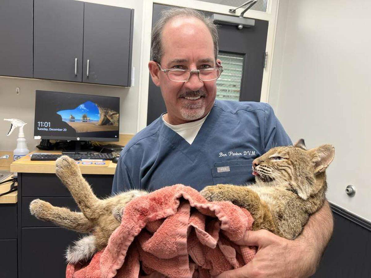 Ben Parker, a veterinarian at Coastal Veterinarian Clinic, worked on this 30-pound bobcat that was struck by a vehicle on Highway 170. “I really wanted to save him,” Parker said.