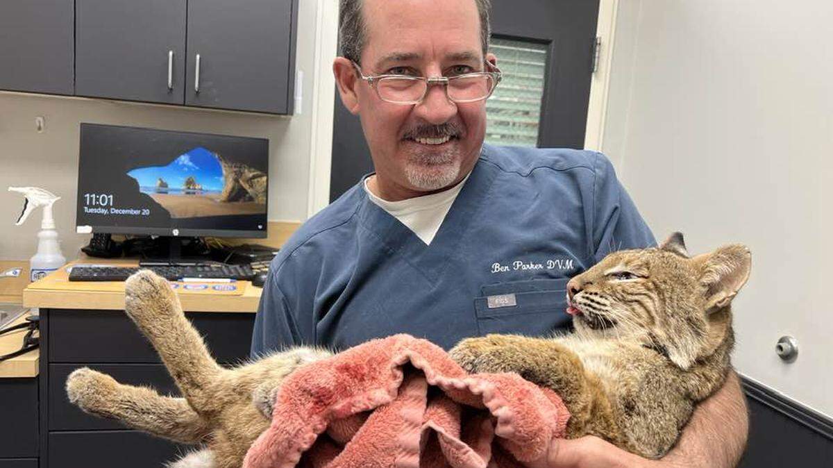 Ben Parker, a veterinarian at Coastal Veterinarian Clinic, worked on this 30-pound bobcat that was struck by a vehicle on Highway 170. “I really wanted to save him,” Parker said.