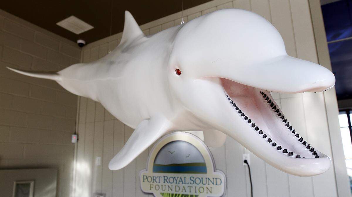The replica of Snowball, an albino dolphin, hangs from the ceiling at the Port Royal Maritime Center on Thursday. The center had its grand opening Saturday.