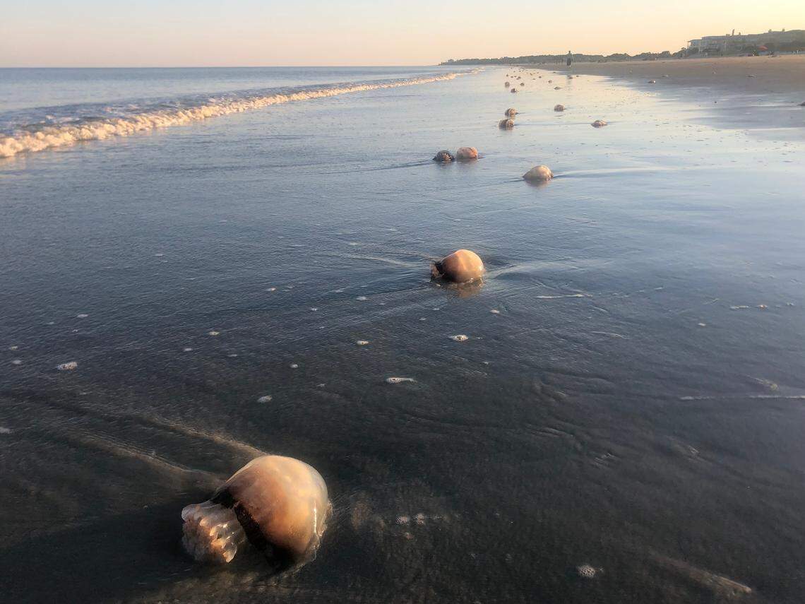 Over 100 cannonball jellyfish dot the shoreline on Hilton Head Island on April 19, 2021. The jellyfish, which don’t sting, wash up each year in spring and early summer.