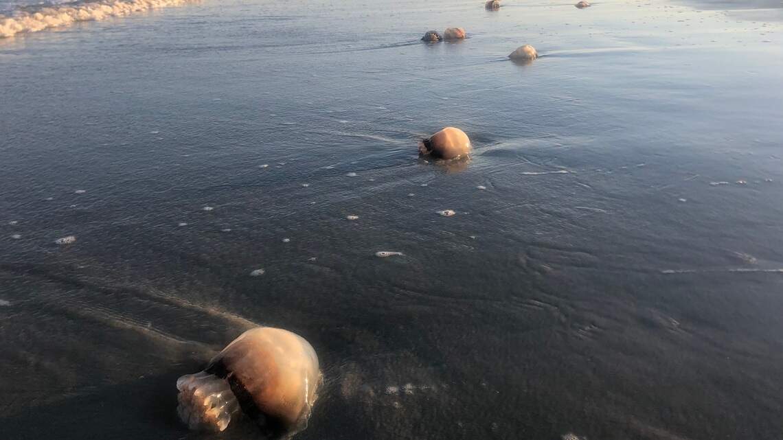 Hilton Head’s beaches are jellyfish graveyards once again. Here’s what to know