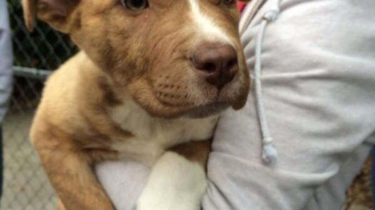 A young dog pictured outside of Beaufort County Animal Services.