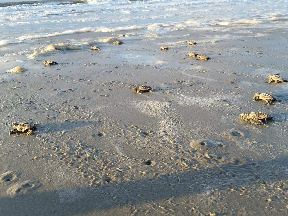 Small sea turtles make their way to the ocean on Hilton Head Island.